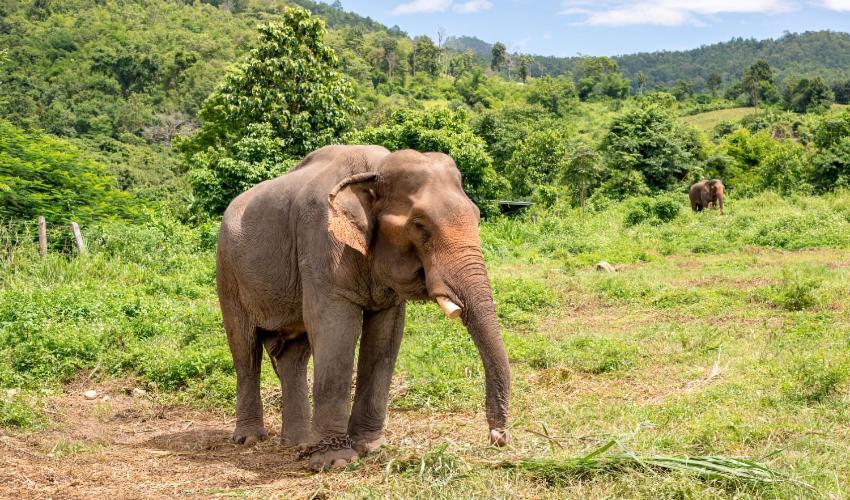 Wild Park Safari Home Stay Udawalawe Esterno foto