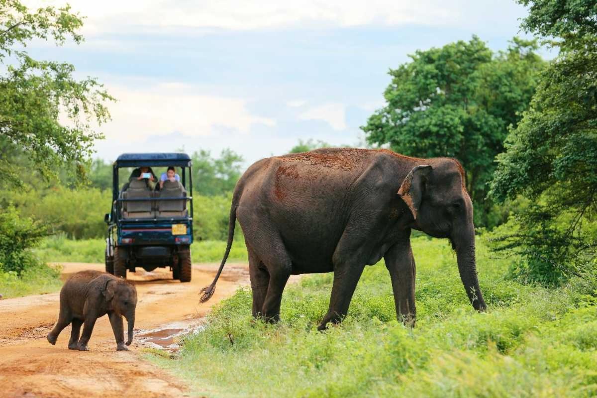 Wild Park Safari Home Stay Udawalawe Esterno foto