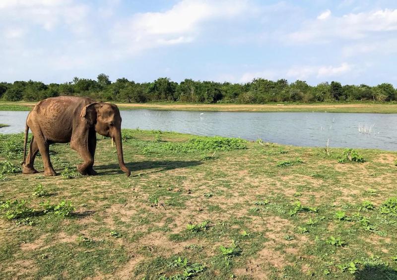 Wild Park Safari Home Stay Udawalawe Esterno foto