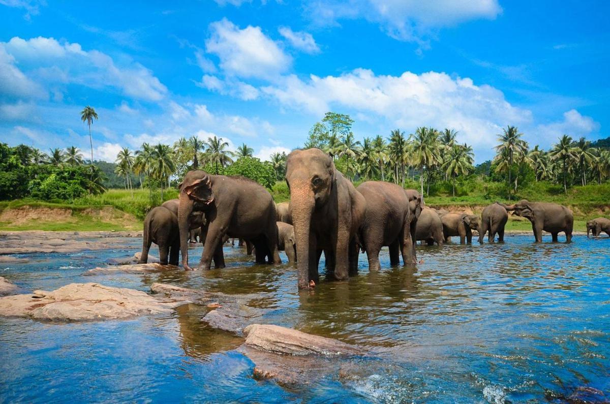 Wild Park Safari Home Stay Udawalawe Esterno foto